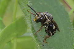 Triepeolus lunatus