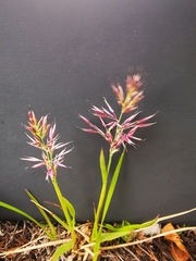Calamagrostis sesquiflora