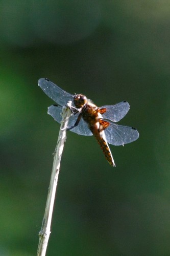 Broad-bodied Chaser