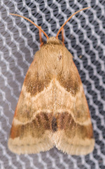 Schinia lynx