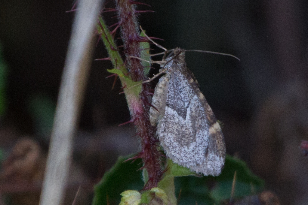Stamnodes coenonymphata