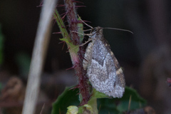 Stamnodes coenonymphata