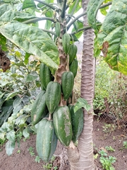 Vasconcellea × pentagona