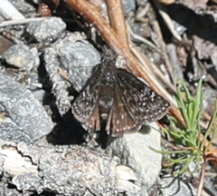Erynnis icelus