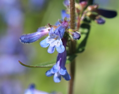 Penstemon attenuatus