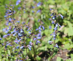Penstemon attenuatus