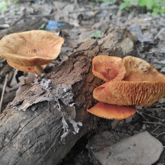 Gymnopilus