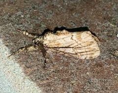 Dasychira atrivenosa