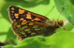 Carterocephalus skada skada