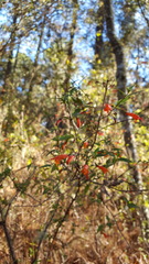 Clinopodium macrostemum