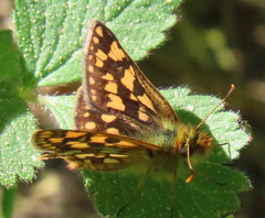 Carterocephalus skada skada