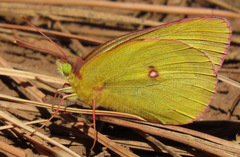 Colias occidentalis