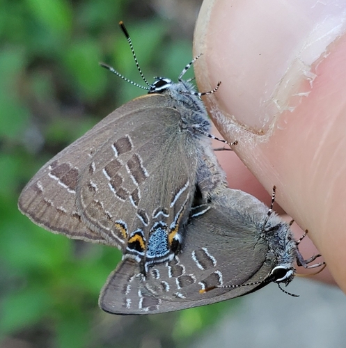 Hickory Hairstreak photo 3