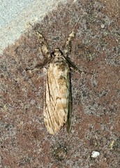 Dasychira atrivenosa