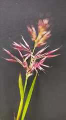 Calamagrostis sesquiflora