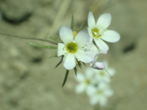 Image of Navarretia prolifera by no rights reserved