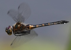 Dorocordulia lepida