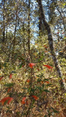 Clinopodium macrostemum