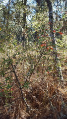 Clinopodium macrostemum