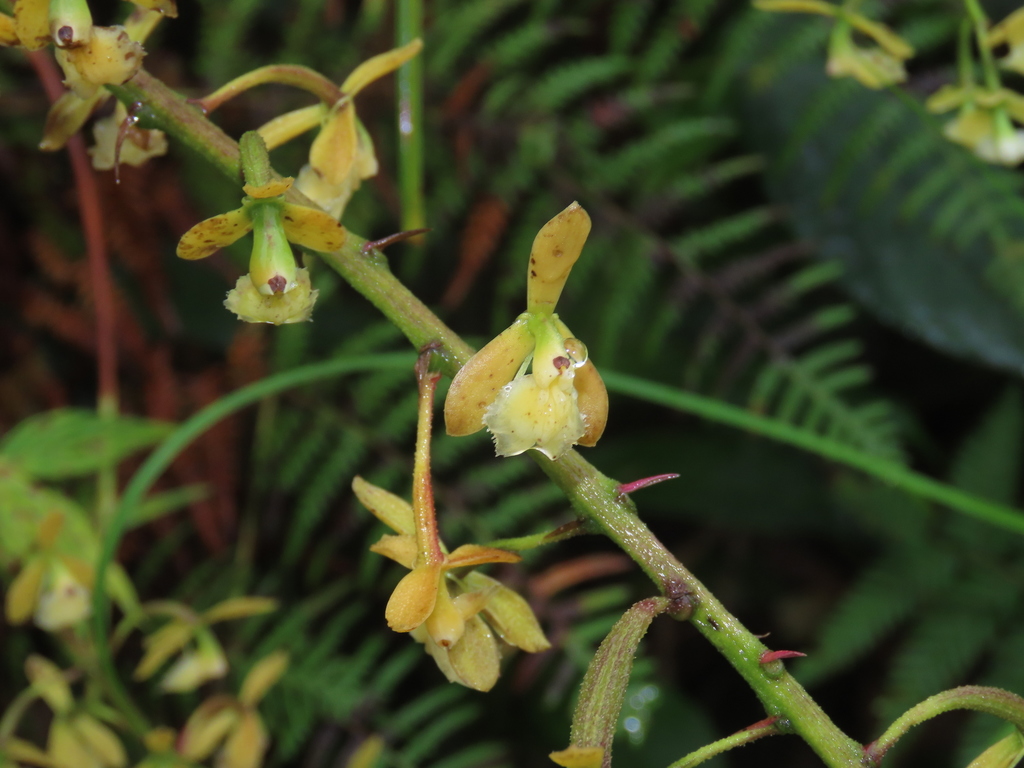 Epidendrum calothyrsus