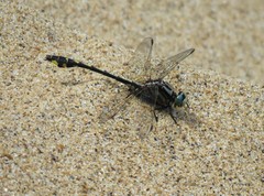 Gomphurus