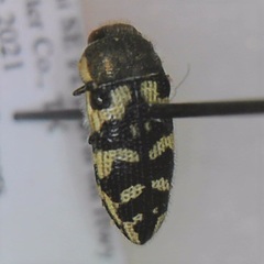 Acmaeodera gillespiensis