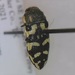 Acmaeodera gillespiensis - Photo (c) Joel DuBois, some rights reserved (CC BY-NC), uploaded by Joel DuBois