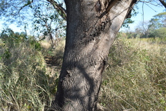 Schinopsis lorentzii