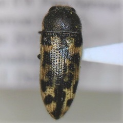 Acmaeodera variegata