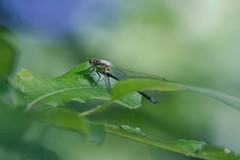 Erythromma