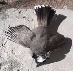 Pycnonotus leucotis