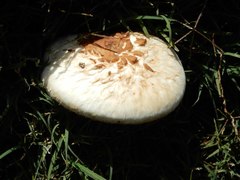 Agaricaceae