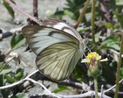 Ascia monuste eubotea