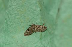 Eupithecia dodoneata