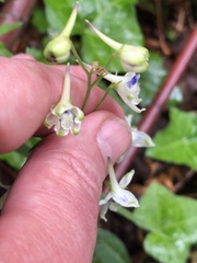 Delphinium leucophaeum