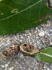 Dryocosmus quercuslaurifoliae