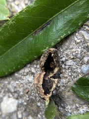 Dryocosmus quercuslaurifoliae