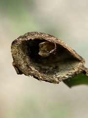 Dryocosmus quercuslaurifoliae