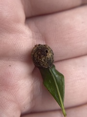 Dryocosmus quercuslaurifoliae