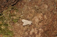Orthosia gracilis