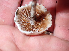 Tympanella galanthina