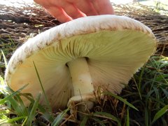 Agaricaceae