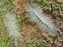 Chrysaeglia magnifica