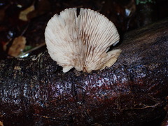 Crepidotus fuscovelutinus