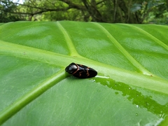 Okiscarta uchidae