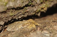 Peridea anceps