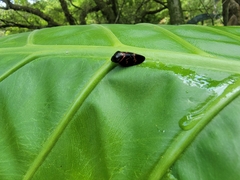 Okiscarta uchidae