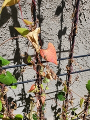 Fallopia convolvulus