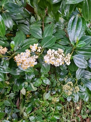 Miconia crocea