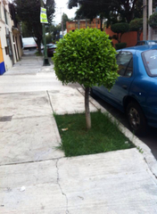 Ficus benjamina